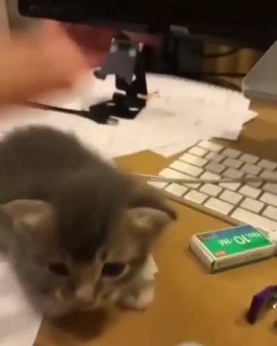Adorable kitty. 😄
