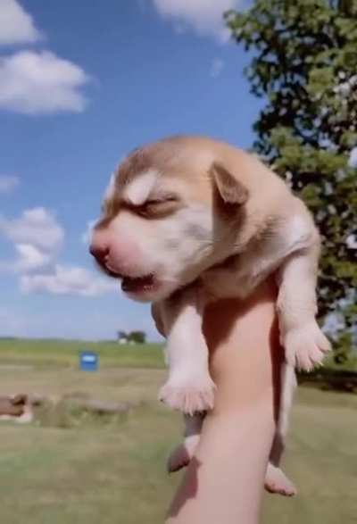 Little husky awoos