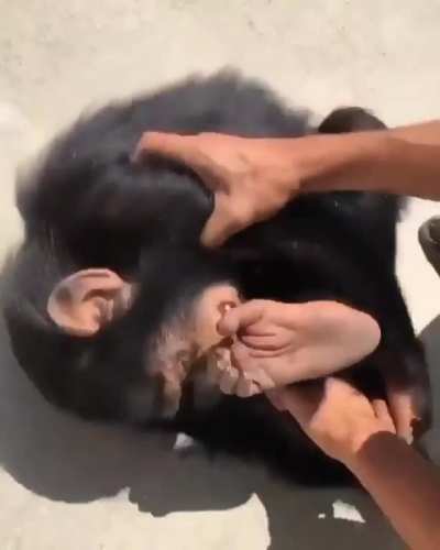 YOOOO! MONKY TICKLE?!