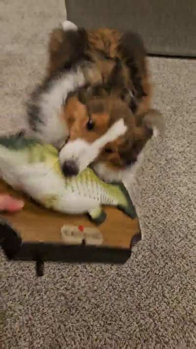 Big Mouth Billy Bass vs. Shetland Sheepdog