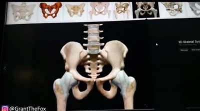 Skeleton