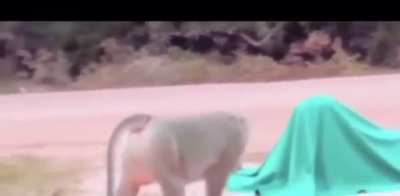 Monkey