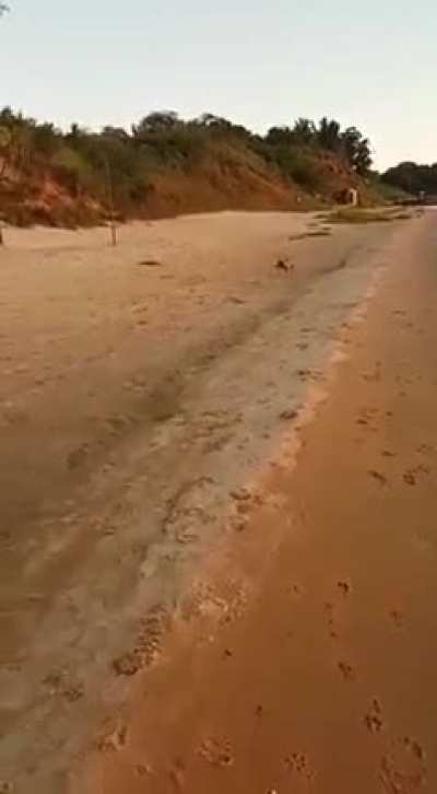 Eğitimli k&ouml;pek.