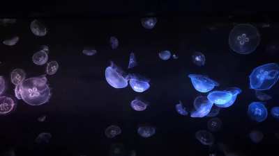 Stop and breath for one minute and enjoy these jellies 