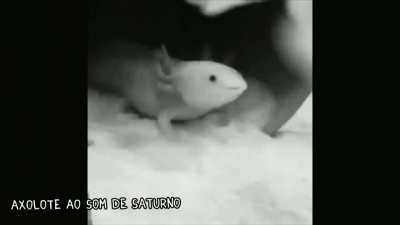 Axolote s&oacute; que editado.