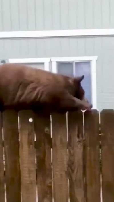 That&rsquo;s a really big squirrel