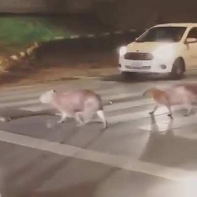 Alguien por favor puede pensar en los carpinchos!?!?