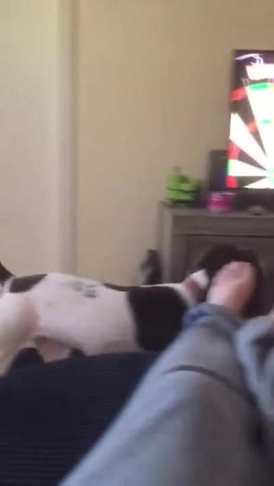 This dog thinks the man throwing darts on TV is trying to play fetch him