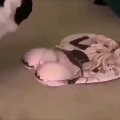 Gato picar&oacute;n