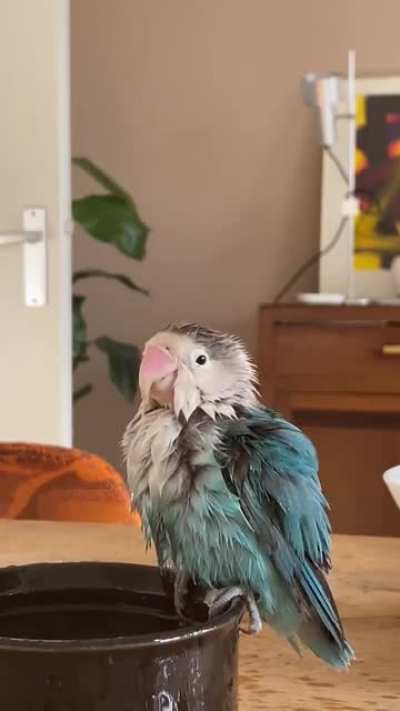 Kodi taking a bath