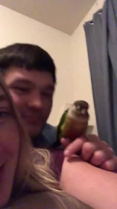 Polite Party Parrot