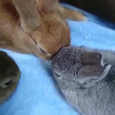 buny!!