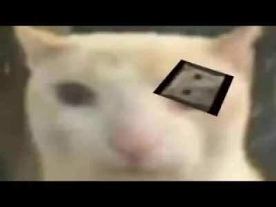 Gatu Brasileiro