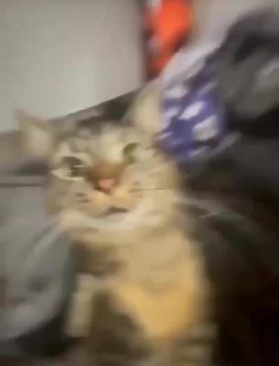Persona cat???
