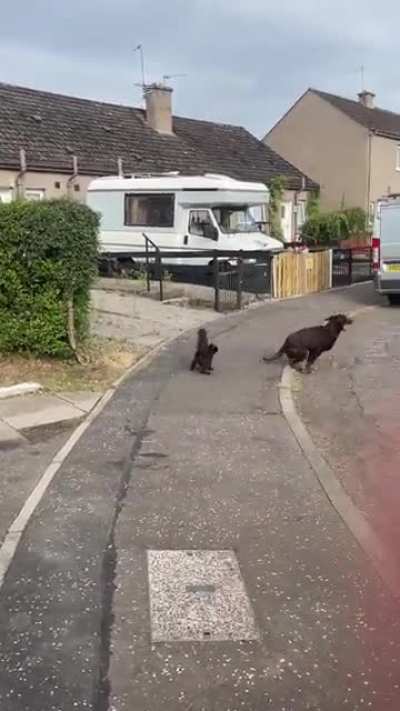 Who&rsquo;s the pussy now?