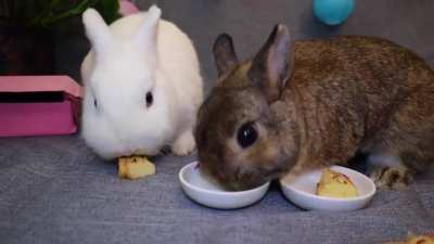 Of course, they don't want the one I served them..... bunnies gonna be bunnies...