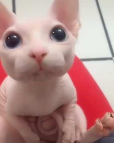 Is she the cutest hairless?