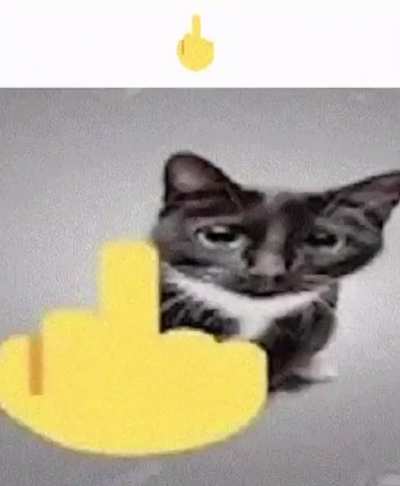 cat sus