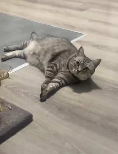 acrobatic cat