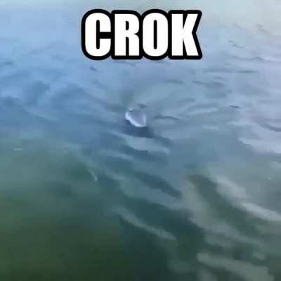 Crok