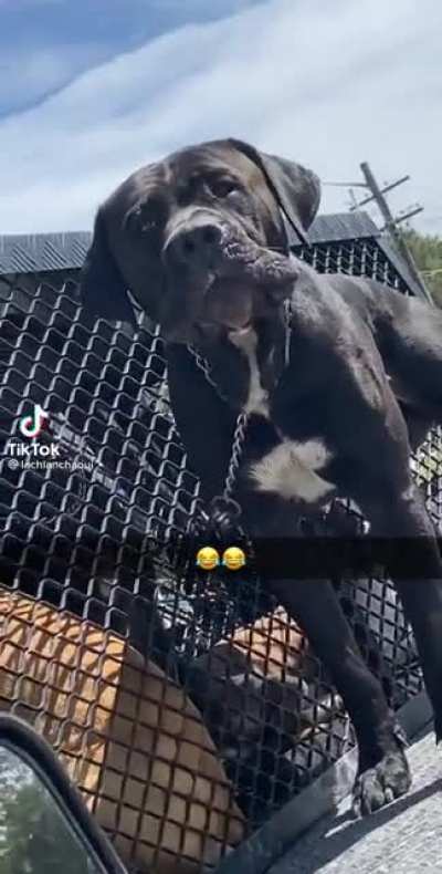 A friendly dog at an intersection...