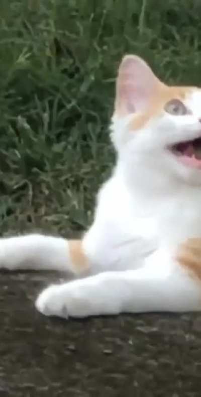 Americans sneaking into COVID-free New Zealand rn be like