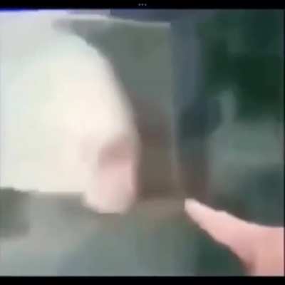 found this fish at the aquarium