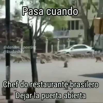 Se nos escaparon los macacos mano