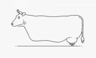 blursed_cow without legs