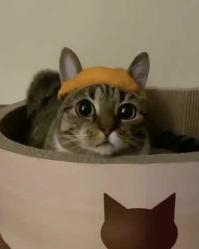 Do I look foolish?