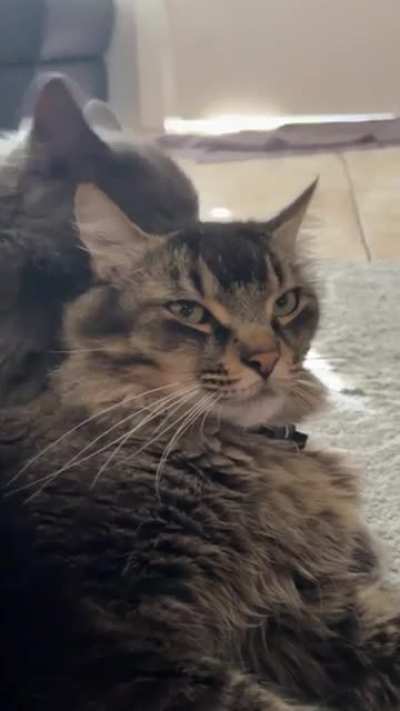 The camera stare gets me every time 😹