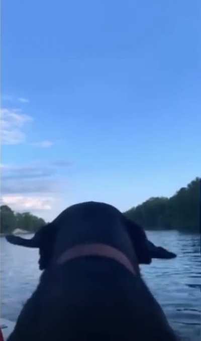 Doggo