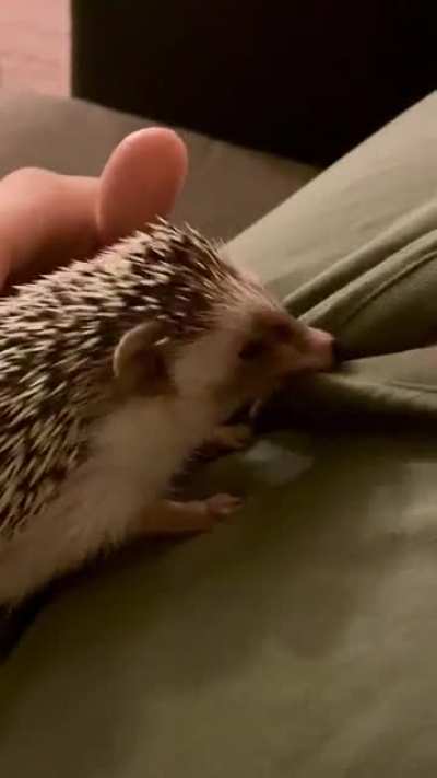 tug tug tug