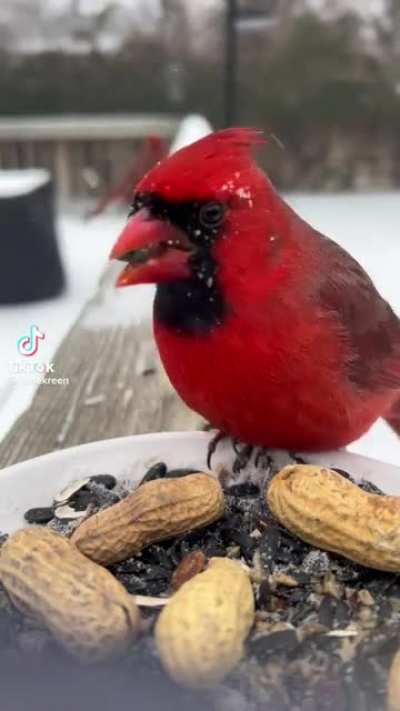 Alexa &hellip;explain the word yeet