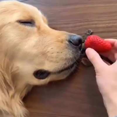 Woof irl