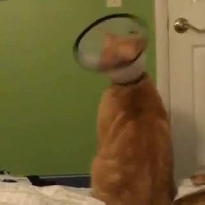 Why...can&rsquo;t...I...lick...my...self?!