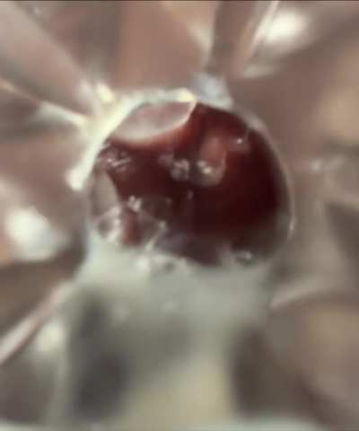 Fleshlight internal cumshot love it