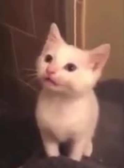 Meowowoeowowo