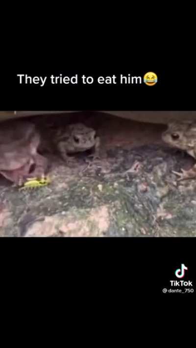 Unironically posted on tiktok