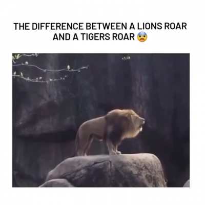 The lion's just hungry