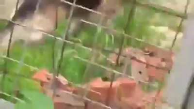 Teasing a dog but forgetting the gate is not closed