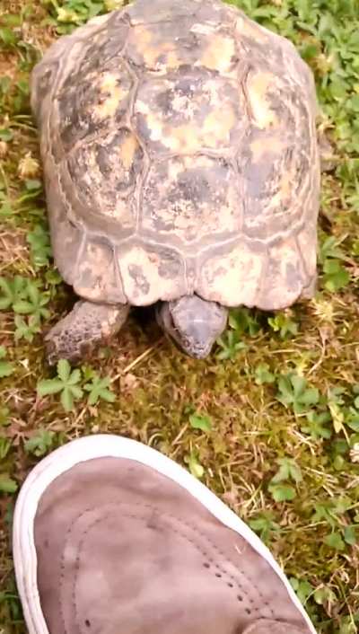 [Own Content] The first post in this sub to reach 100k. My parents new "special" tortoise