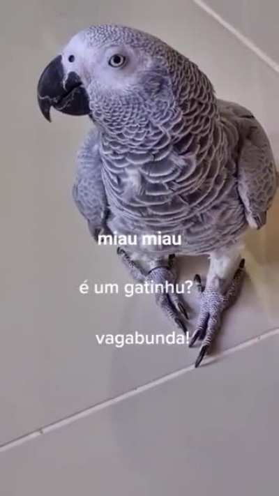 Vagabunda dalva