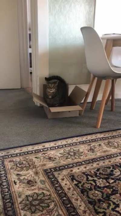 The look on his face when he realises he&rsquo;s being recorded 😹