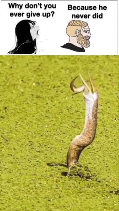 Tittle