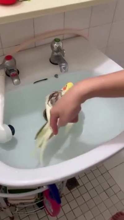 FloatingBirb