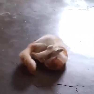 He fought the paw &amp; the paw won.