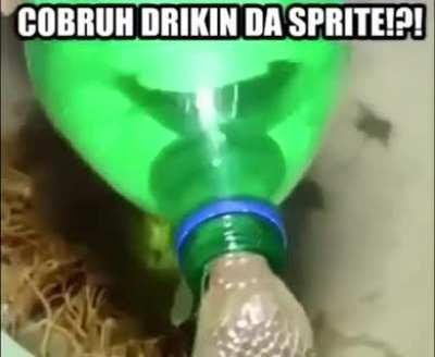 snake if drink spirte