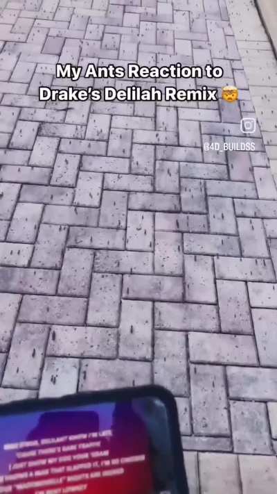 ants outjerked us