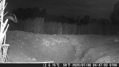 A local sett. Kent, UK.